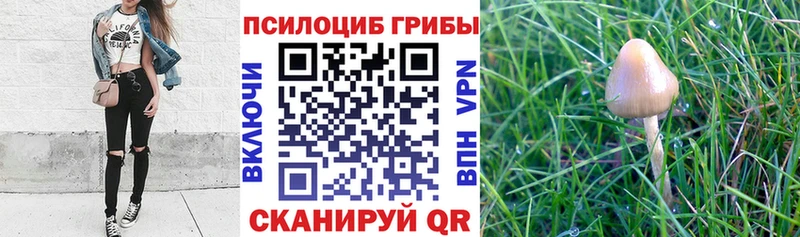 Псилоцибиновые грибы мицелий  ссылка на мегу рабочий сайт  Андреаполь 